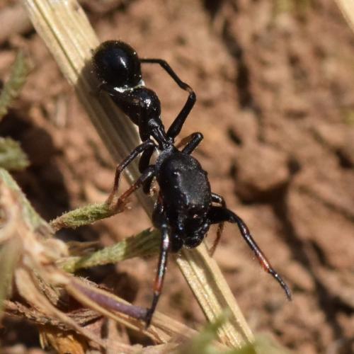 Réf. 334 562 : Leptorchestes sp.